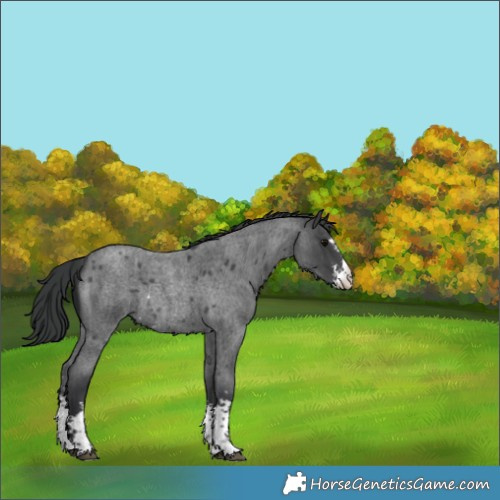 Horse Color:Blue Roan Sabino Rabicano 