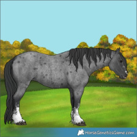 Horse Color:Blue Roan Sabino Rabicano 