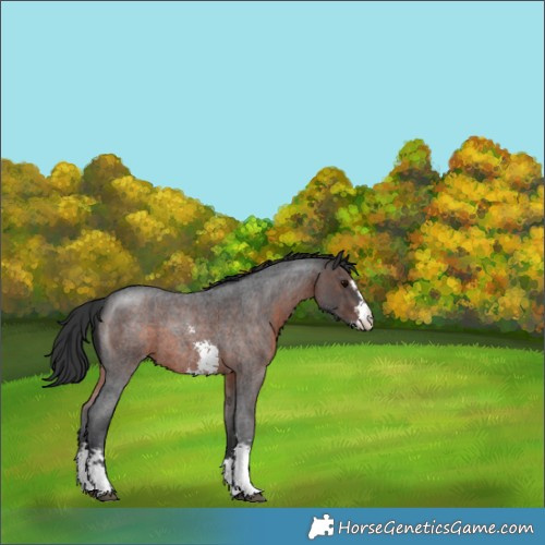 Horse Color:Brown Roan Sabino Appaloosa 