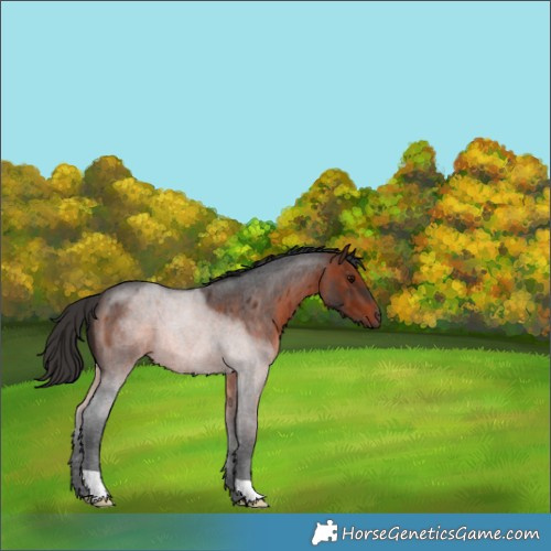 Horse Color:Brown Roan 