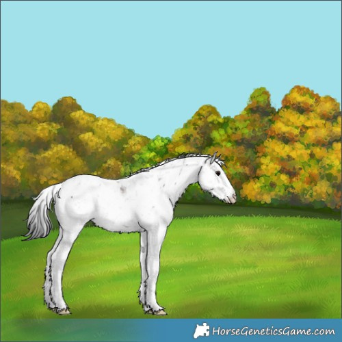 Horse Color:Brown Sabino 