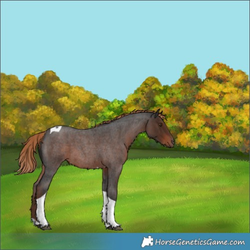 Horse Color:Liver Red Roan Tobiano 