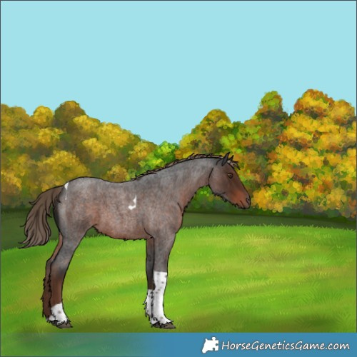 Horse Color:Liver Red Roan Tobiano 