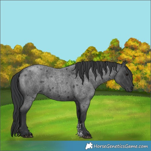 Horse Color:Blue Roan Sabino 