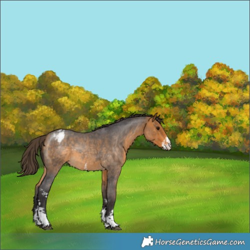 Horse Color:Buckskin Roan Sabino Appaloosa 