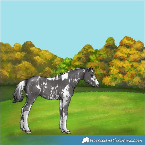 Horse Color:White Spotted Smoky Black Sabino 