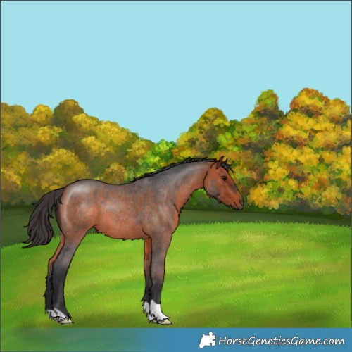 Horse Color:Bay Roan 