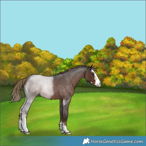 Horse Color:Liver Red Roan Sabino 