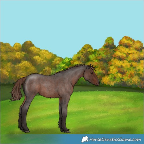 Horse Color:Liver Red Roan 