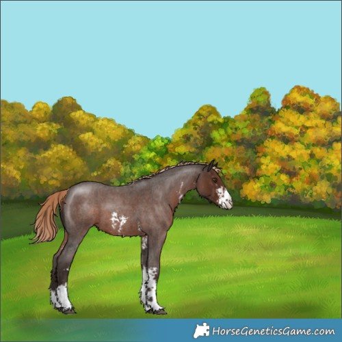 Horse Color:Liver Red Roan Sabino 