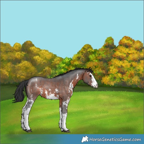 Horse Color:Brown Sabino 