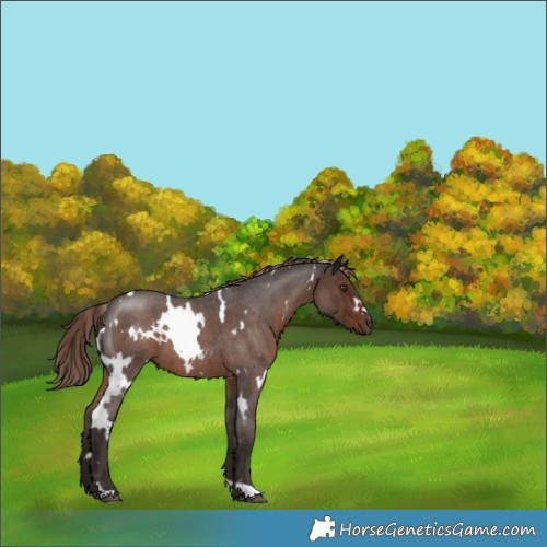 Horse Color:White Spotted Liver Red Roan 