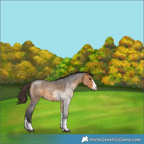 Horse Color:Buckskin Roan Sabino 