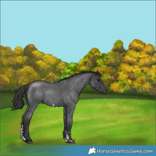 Horse Color:Blue Roan Sabino 