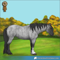 Horse Color:Blue Roan Sabino