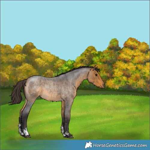 Horse Color:Buckskin Roan Sabino 