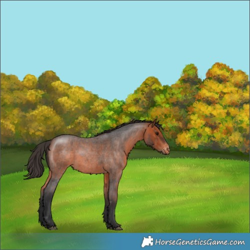 Horse Color:Bay Roan Appaloosa 