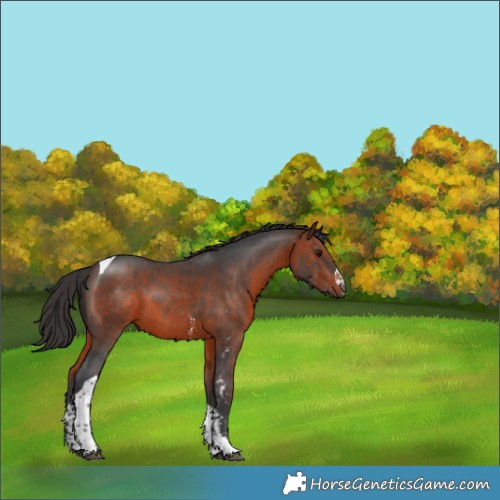 Horse Color:Brown Sabino Tobiano 