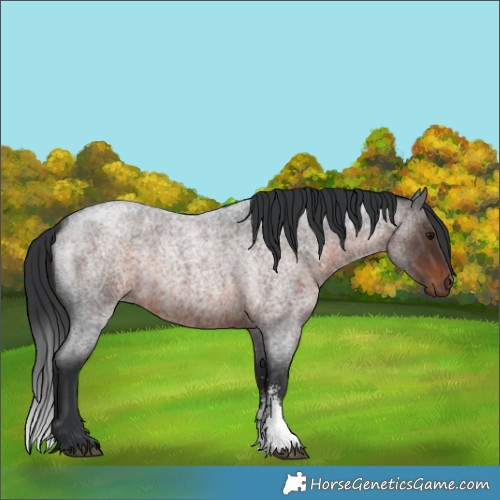 Horse Color:Brown Roan Sabino 