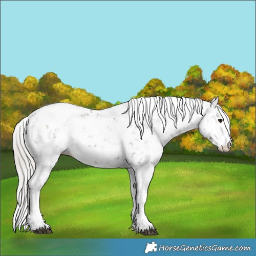 Horse Color:Silver Brown Sabino 