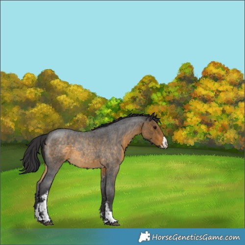 Horse Color:Buckskin Roan Sabino 