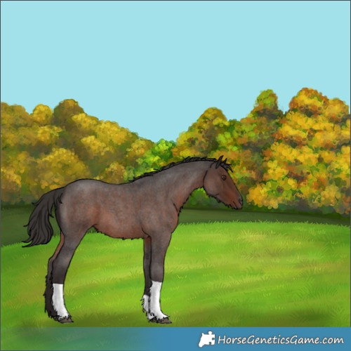 Horse Color:Liver Red Roan Tobiano 