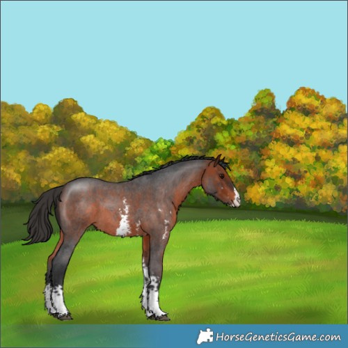 Horse Color:Bay Roan Sabino 
