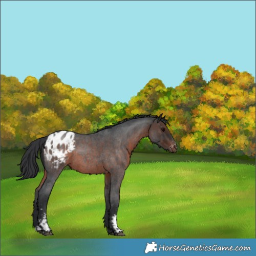 Horse Color:Brown Roan Sabino Appaloosa 