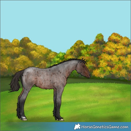 Horse Color:Liver Red Roan 