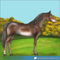 Horse Color:Liver Chestnut Mushroom 