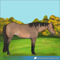 Horse Color:Bay Dun 