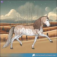 Horse Color:Red Dun Splash and Red Dun Splash