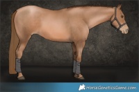 Horse Color:Liver Chestnut Pearl 