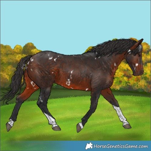 Horse Color:White Spotted Brown Tobiano Rabicano 