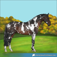 Horse Color:White Spotted Brown Mushroom Rabicano 