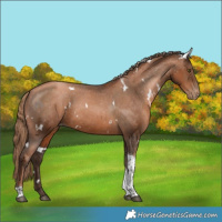 Horse Color:Gray White Spotted Liver Chestnut Pearl Tobiano Appaloosa Rabicano 