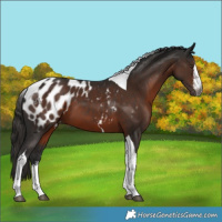 Horse Color:Gray White Spotted Liver Chestnut Tobiano Appaloosa 