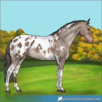 Horse Color:White Spotted Liver Red Dun Tobiano Appaloosa 