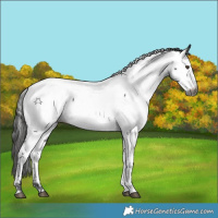 Horse Color:Gray White Spotted Liver Chestnut Tobiano Appaloosa 
