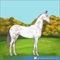 Horse Color:Gray Liver Red Dun Roan Pearl Tobiano Appaloosa Brindle 