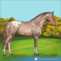 Horse Color:White Spotted Liver Chestnut Pearl Appaloosa 
