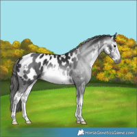 Horse Color:Gray White Spotted Black Appaloosa 