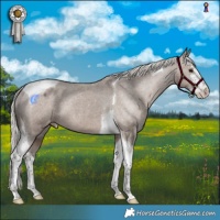 Horse Color:White Spotted Silver Black Tobiano Varnish 