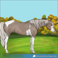 Horse Color:White Spotted Silver Black Tobiano Appaloosa