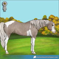 Horse Color:White Spotted Silver Black Tobiano Appaloosa 