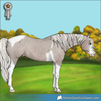 Horse Color:White Spotted Silver Black Tobiano Appaloosa 