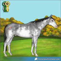 Horse Color:White Spotted Black Sabino 