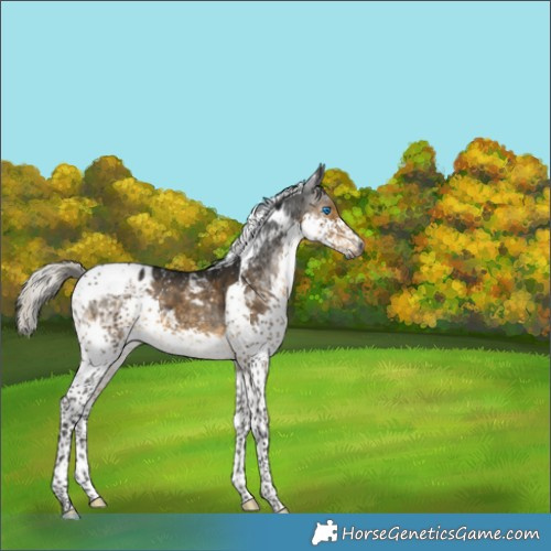Horse Color:Gray Silver Buckskin Sabino Splash Tobiano Appaloosa 