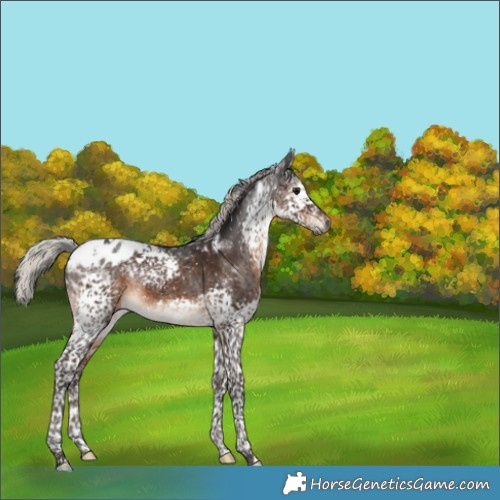 Horse Color:Gray Silver Brown Splash Tobiano Appaloosa 