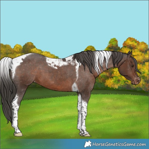 Horse Color:Liver Chestnut Tobiano Appaloosa 